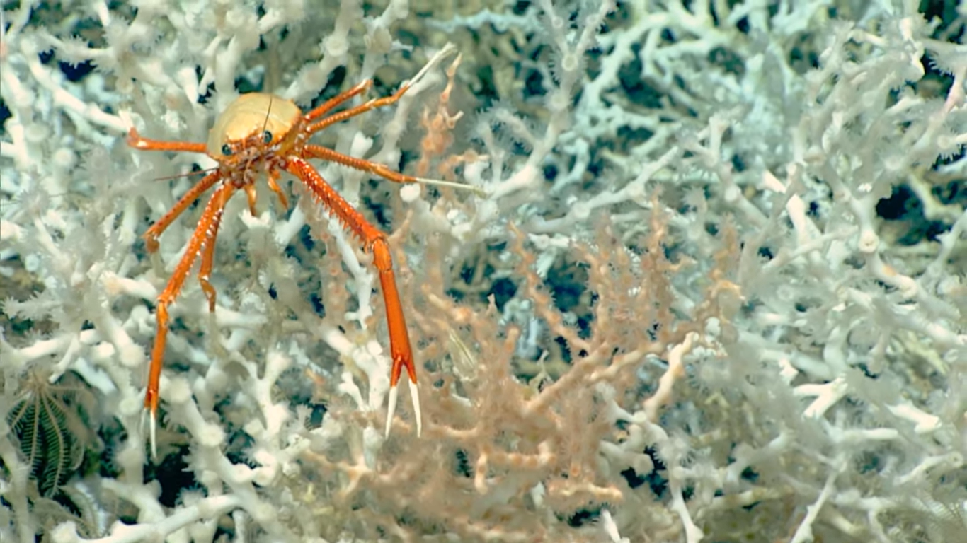 Выявлен самый большой в мире коралловый риф. Его протяженность 500 км!